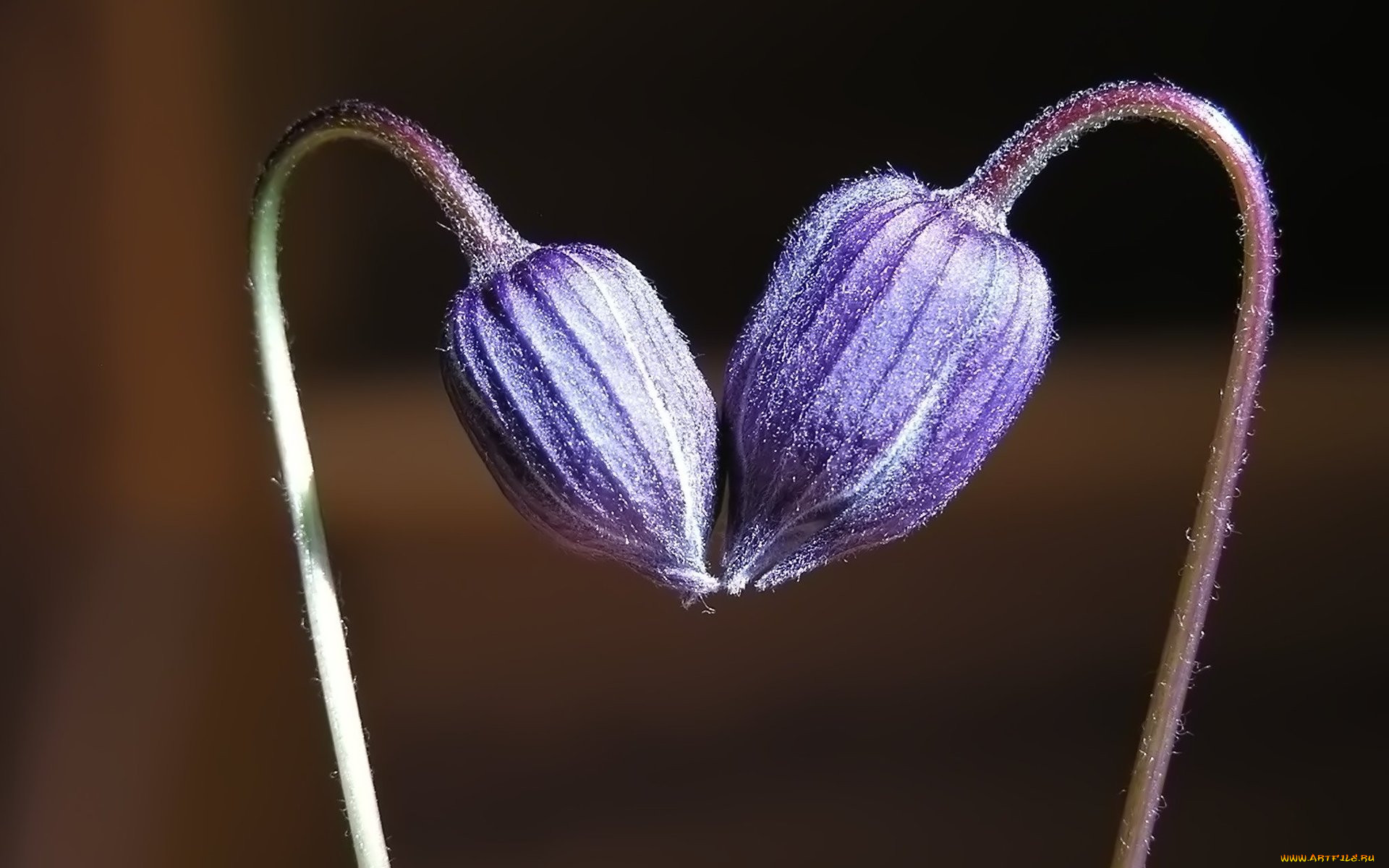 2 flowers. Два цветка. Цветок тянется. Два цветка склонились друг к другу. Поцелуй цветов.